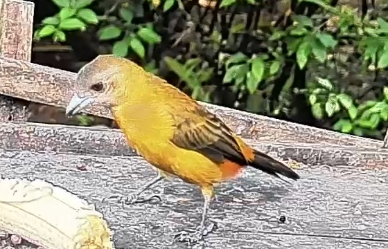 Passerini's tanager