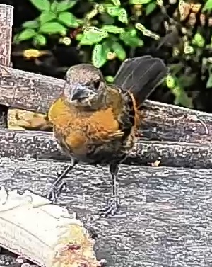 Passerini's tanager