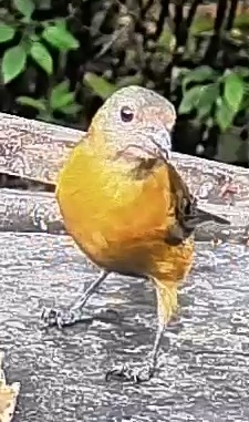 Passerini's tanager