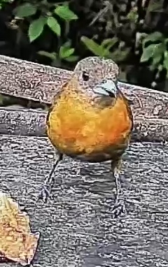 Passerini's tanager
