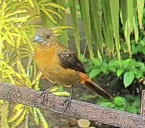 Passerini's tanager
