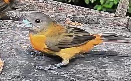 Passerini's tanager