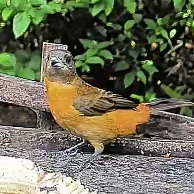 Passerini's tanager