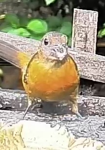 Passerini's tanager
