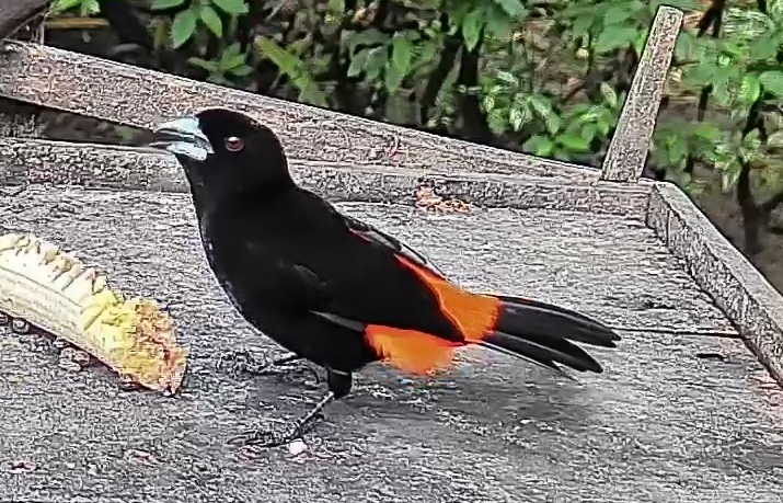 Flame-rumped Tanager