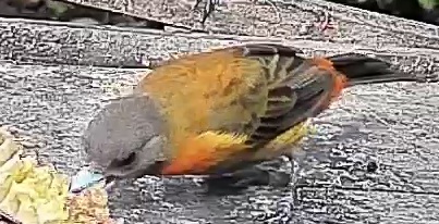 Passerini's tanager