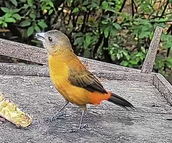 Passerini's tanager