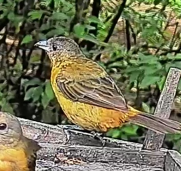 Passerini's tanager