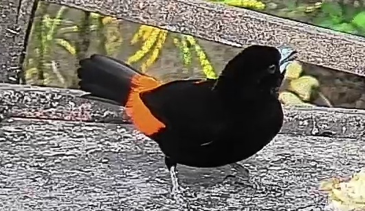 Passerini's tanager