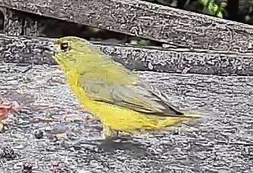 Thick-billed euphonia