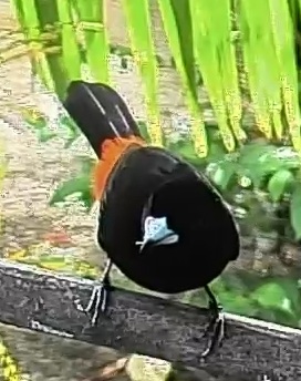 Flame-rumped Tanager