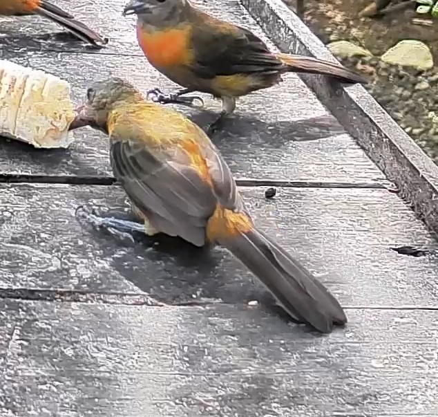 Passerini's tanager