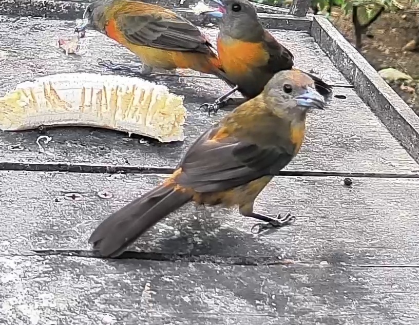 Passerini's tanager
