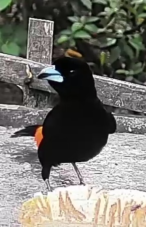 Flame-rumped Tanager