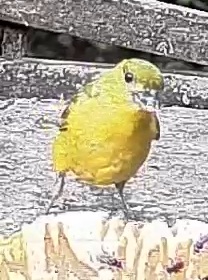 Thick-billed euphonia