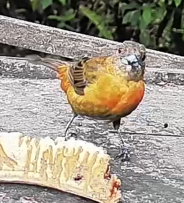 Passerini's tanager