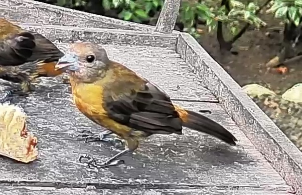 Passerini's tanager
