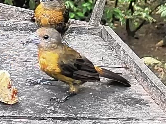 Passerini's tanager