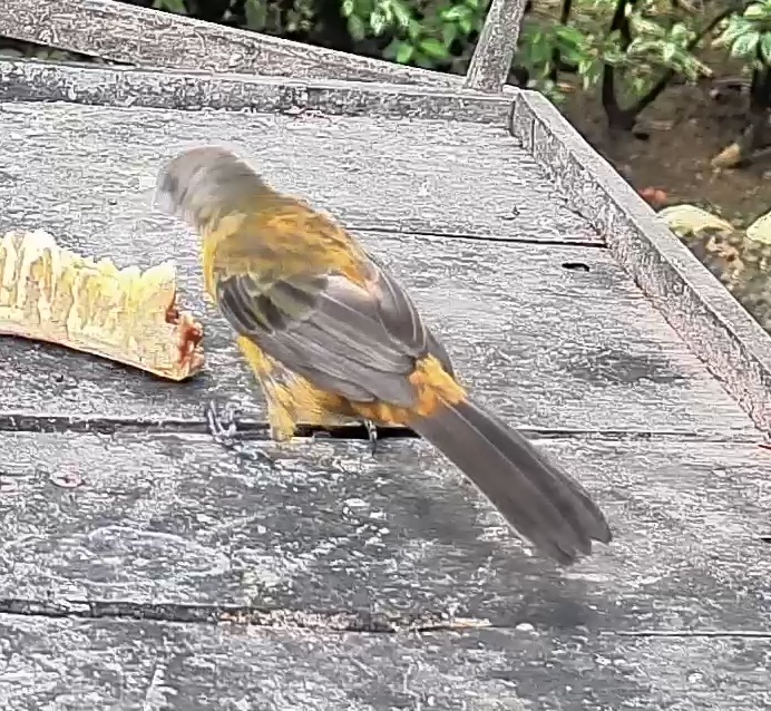 Passerini's tanager