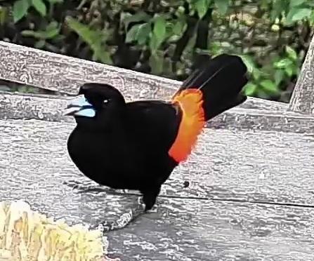 Flame-rumped Tanager