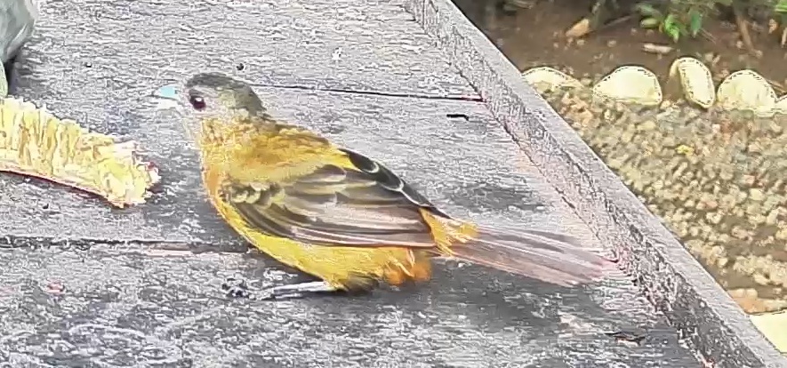 Passerini's tanager