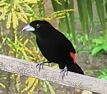 Flame-rumped Tanager