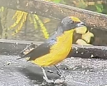 Thick-billed euphonia
