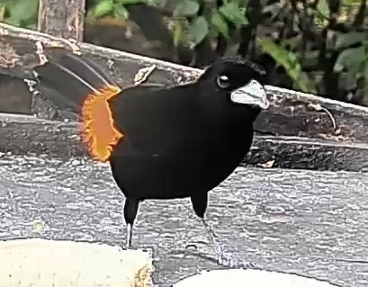 Flame-rumped Tanager