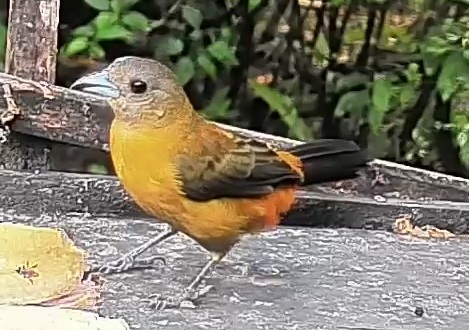 Passerini's tanager