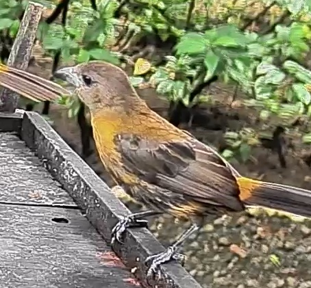 Passerini's tanager
