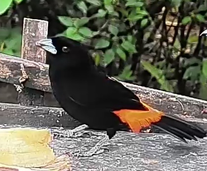 Flame-rumped Tanager