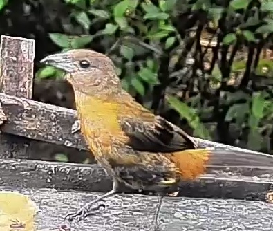 Passerini's tanager