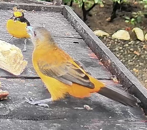 Passerini's tanager