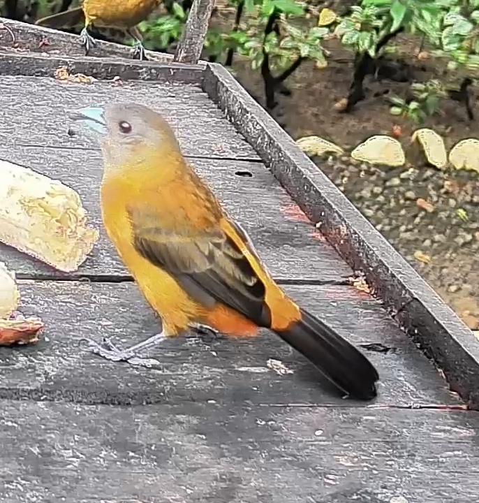 Passerini's tanager