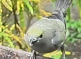Palm tanager