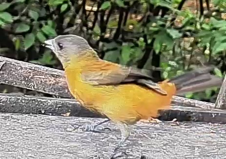 Passerini's tanager