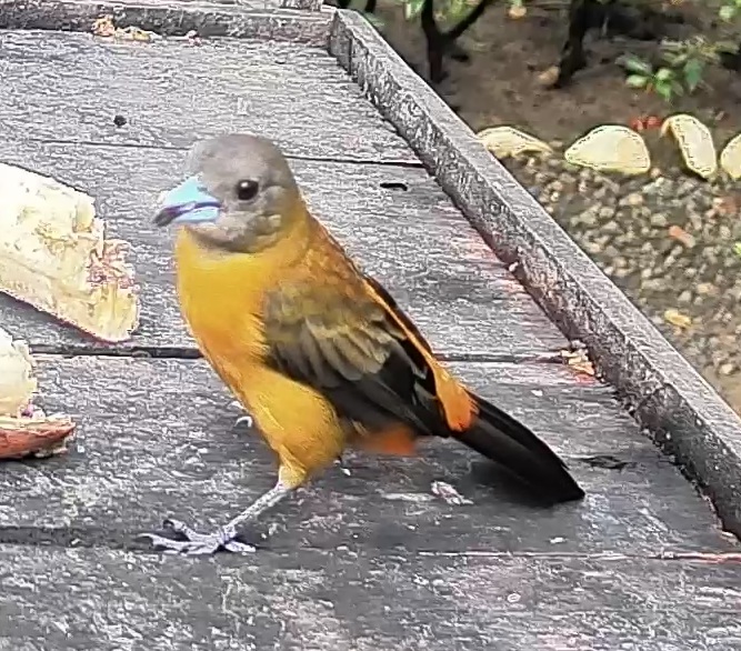 Passerini's tanager
