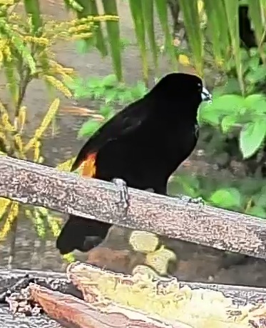 Flame-rumped Tanager