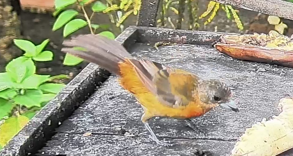 Passerini's tanager