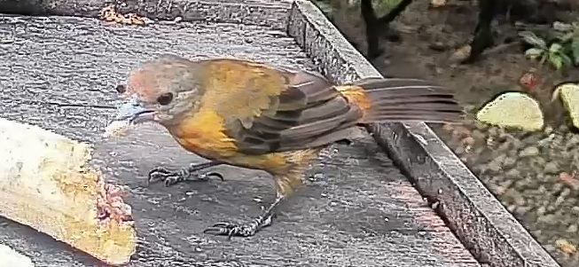 Passerini's tanager