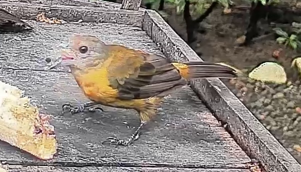Passerini's tanager