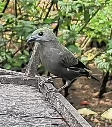 Palm tanager