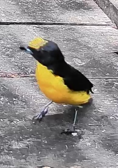 Thick-billed euphonia