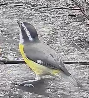 Bananaquit
