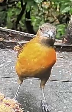 Passerini's tanager