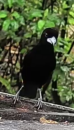 Flame-rumped Tanager