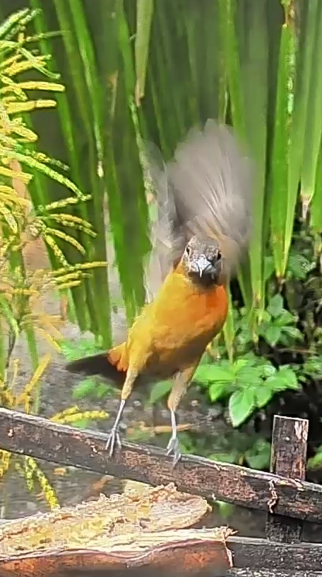 Passerini's tanager