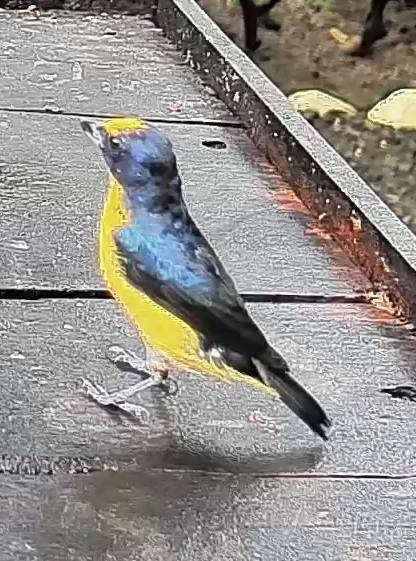 Yellow-throated Euphonia