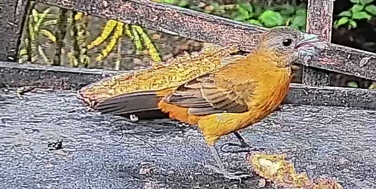 Passerini's tanager