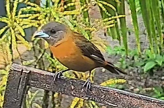 Passerini's tanager